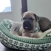 Olive, a female Cane Corso for sale in Oxford, PA – Photo 3 of 10