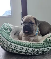 Olive, a female Cane Corso for sale in Oxford, PA – Photo 2 of 9