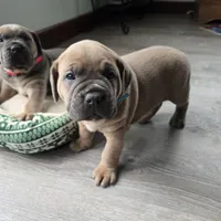 Olive, a female Cane Corso for sale in Oxford, PA – Photo 2 of 10