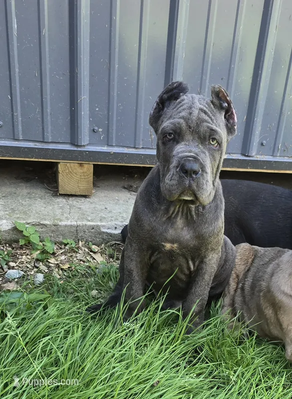 Peter – Cane Corso puppy for sale in Oxford, PA