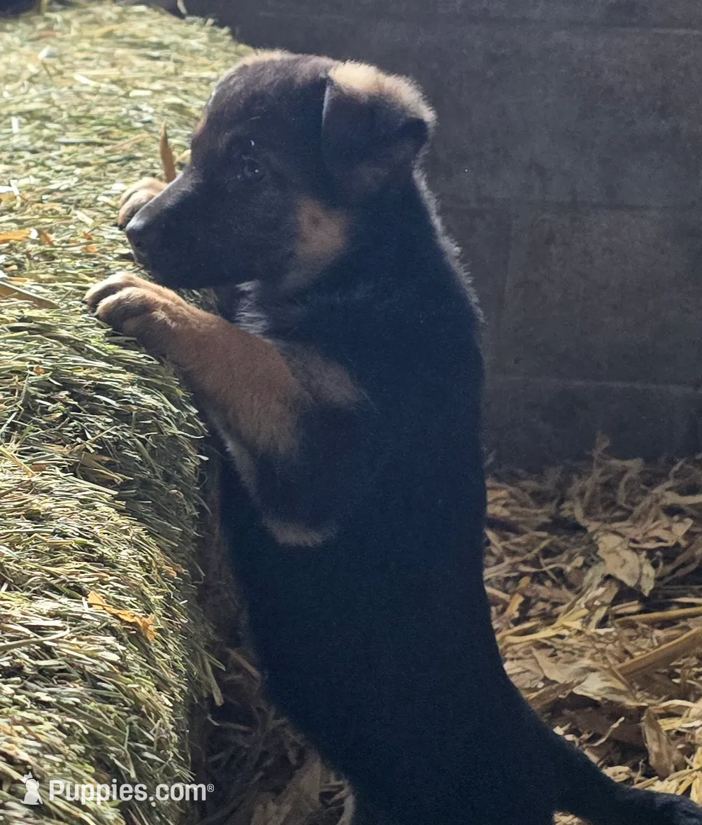 Pip yellow collar, a female German Shepherd Dog for sale in Oxford, PA – Photo 2 of 7