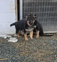 Pip yellow collar, a female German Shepherd Dog for sale in Oxford, PA – Photo 7 of 7