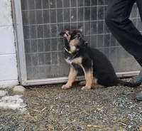 Pip yellow collar, a female German Shepherd Dog for sale in Oxford, PA – Photo 4 of 7