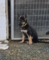 Pip yellow collar, a female German Shepherd Dog for sale in Oxford, PA – Photo 1 of 7