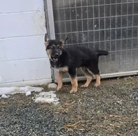 Pip yellow collar, a female German Shepherd Dog for sale in Oxford, PA – Photo 6 of 7