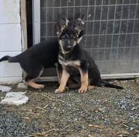 Pip yellow collar, a female German Shepherd Dog for sale in Oxford, PA – Photo 5 of 7