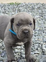 Todd, a male Cane Corso for sale in Oxford, PA – 5 of 10