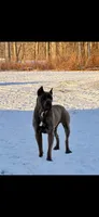 Toby, a male Cane Corso for sale in Oxford, PA – 4 of 8