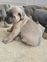 Taylor, a female Cane Corso for sale in Oxford, PA – 5 of 7