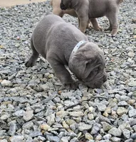 Tiger, a male Cane Corso for sale in Oxford, PA – 2 of 9