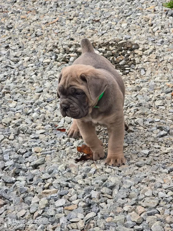 Thomas – Cane Corso puppy for sale in Oxford, PA
