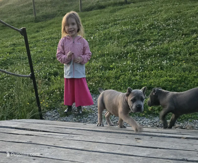 Paul – Cane Corso puppy for sale in Oxford, PA