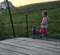 Peter, a male Cane Corso for sale in Oxford, PA – 3 of 10