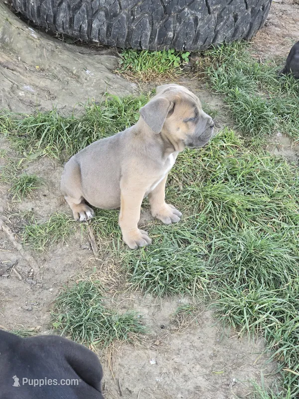 Paul – Cane Corso puppy for sale in Oxford, PA