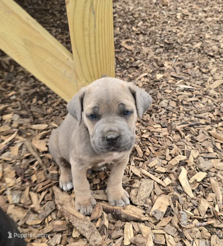 Paul – Cane Corso puppy for sale in Oxford, PA