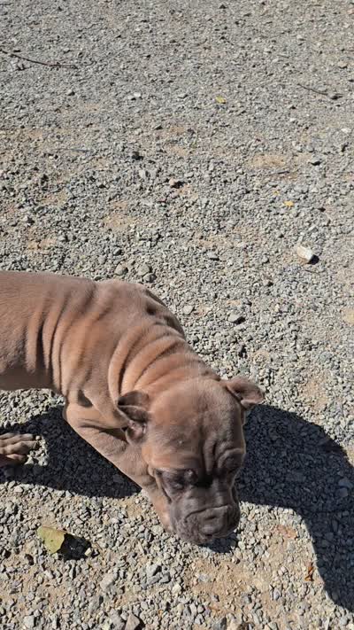 Molly, a female Cane Corso for sale in Oxford, PA – 8 of 9