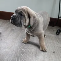 Lisa, a female Cane Corso for sale in Oxford, PA – Photo 1 of 9