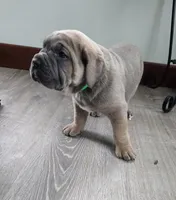 Lisa, a female Cane Corso for sale in Oxford, PA – Photo 1 of 9