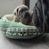 Lisa, a female Cane Corso for sale in Oxford, PA – Photo 9 of 9