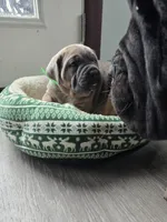 Lisa, a female Cane Corso for sale in Oxford, PA – Photo 9 of 9