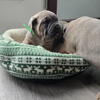 Lisa, a female Cane Corso for sale in Oxford, PA – Photo 8 of 9