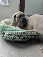 Lisa, a female Cane Corso for sale in Oxford, PA – Photo 8 of 9