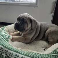 Lisa, a female Cane Corso for sale in Oxford, PA – Photo 7 of 9