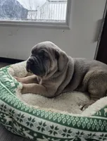 Lisa, a female Cane Corso for sale in Oxford, PA – Photo 7 of 9