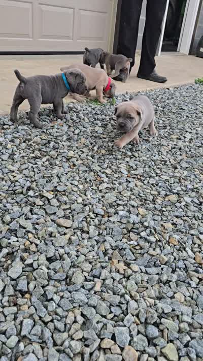 Tim, a male Cane Corso for sale in Oxford, PA – 5 of 6