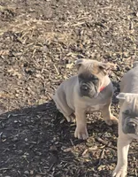 Rose, a female Cane Corso for sale in Oxford, PA – Photo 8 of 10
