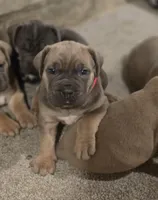 Rose, a female Cane Corso for sale in Oxford, PA – Photo 2 of 6