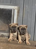 Rose, a female Cane Corso for sale in Oxford, PA – Photo 9 of 10