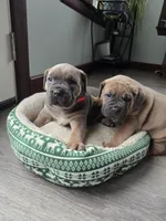 Rose, a female Cane Corso for sale in Oxford, PA – Photo 6 of 6
