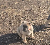 Rose, a female Cane Corso for sale in Oxford, PA – Photo 4 of 10