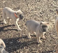 Rose, a female Cane Corso for sale in Oxford, PA – Photo 6 of 10