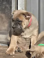 Rose, a female Cane Corso for sale in Oxford, PA – Photo 2 of 10