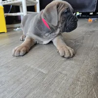 Rose, a female Cane Corso for sale in Oxford, PA – Photo 5 of 10