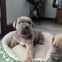 Rose, a female Cane Corso for sale in Oxford, PA – Photo 3 of 10