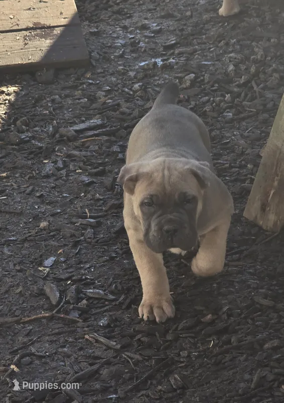 Rose – Cane Corso puppy for sale in Oxford, PA