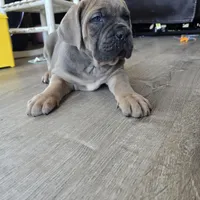 Rose, a female Cane Corso for sale in Oxford, PA – Photo 7 of 10