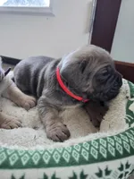 Rose, a female Cane Corso for sale in Oxford, PA – Photo 3 of 6