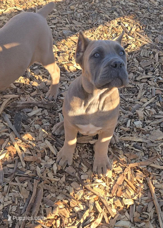 Rose – Cane Corso puppy for sale in Oxford, PA