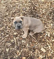 Rose, a female Cane Corso for sale in Oxford, PA – Photo 10 of 10