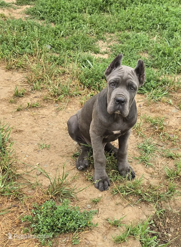 Peter Parker – Cane Corso puppy for sale in Oxford, PA