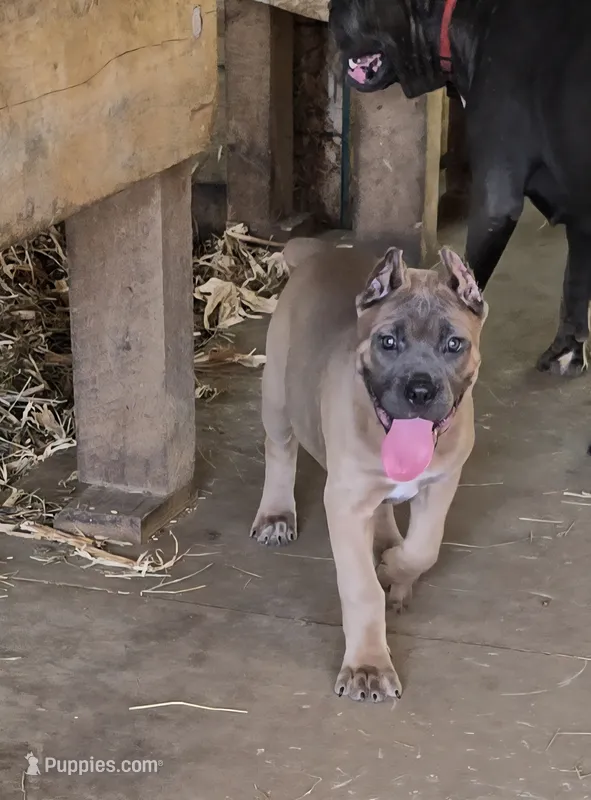 Martha – Cane Corso puppy for sale in Oxford, PA