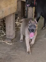 Martha, a female Cane Corso for sale in Oxford, PA – 3 of 10