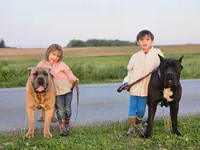 Tate, a female Cane Corso for sale in Oxford, PA – 8 of 9