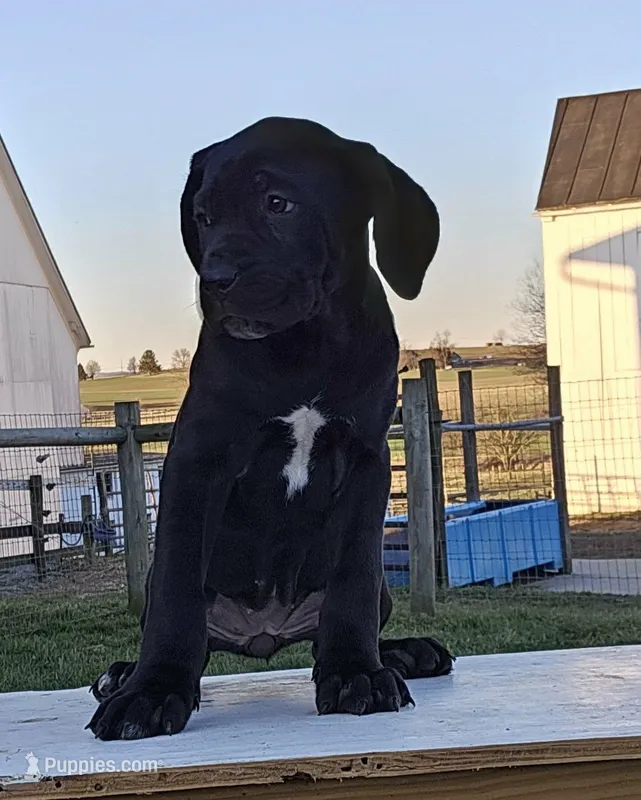 Avery – Cane Corso puppy for sale in Oxford, PA