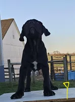 Avery, a female Cane Corso for sale in Oxford, PA – Photo 3 of 4