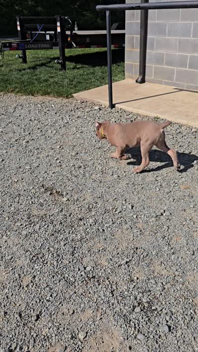 Martha, a female Cane Corso for sale in Oxford, PA – 10 of 10